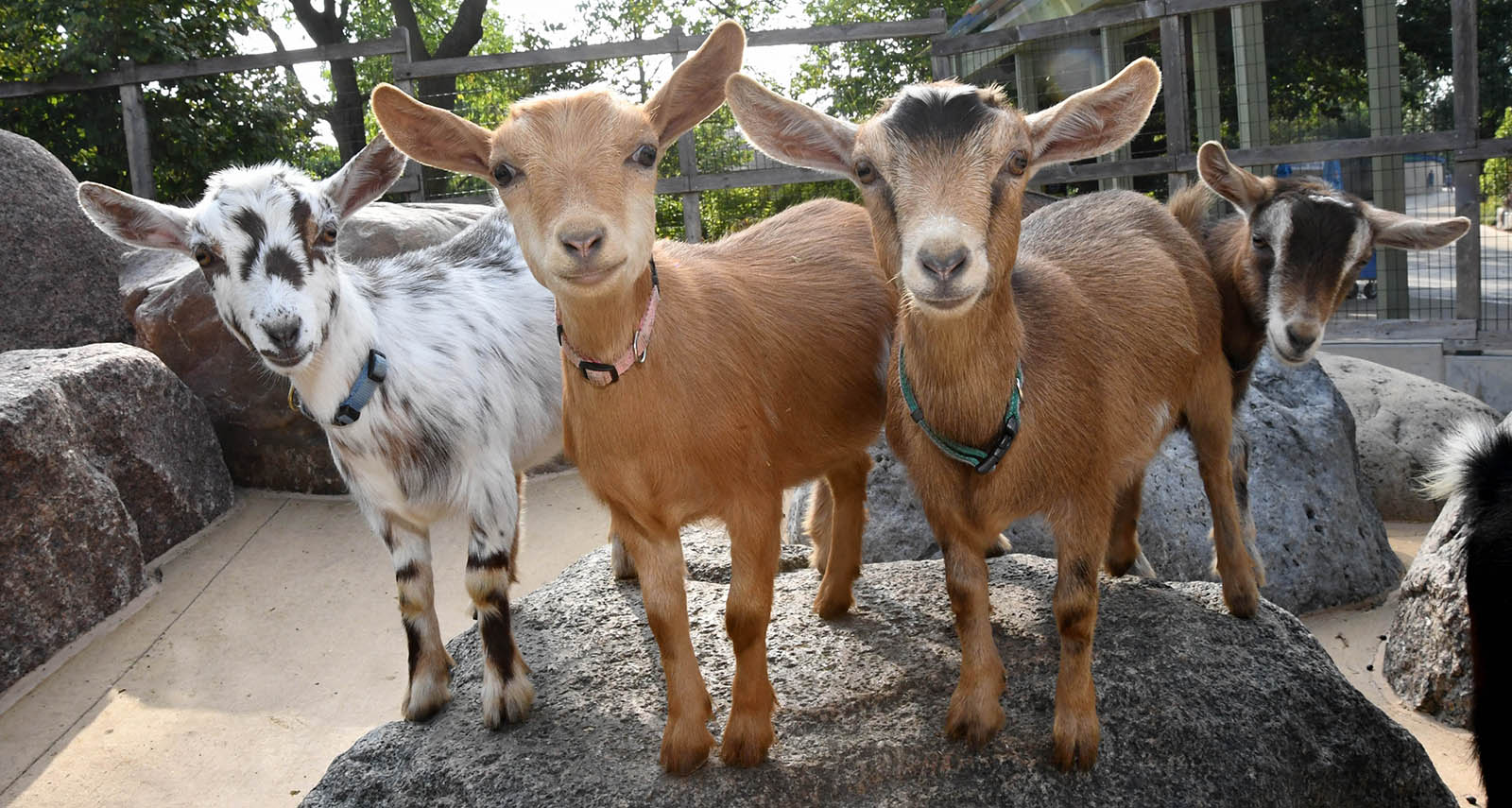 Chicago Southland<br>Road Trips - BROOKFIELD ZOO CHICAGO